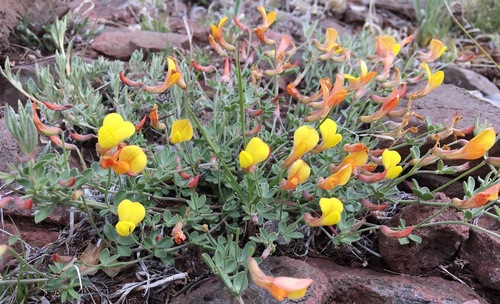 Mearns' bird's-foot trefoil (Lotus mearnsii)