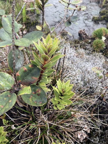 Lysimachia daphnoides observed 2024-05-02