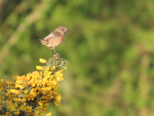 Tarabilla europea (Saxicola rubicola)
