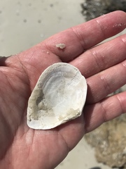 Austromacoma constricta
