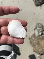 Austromacoma constricta