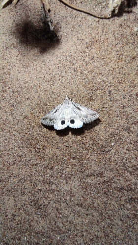 Anumeta asiatica