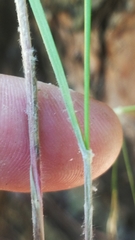 Aristida lanosa