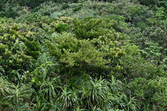Podocarpus costalis
