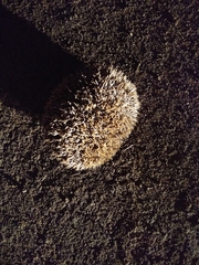 Hemiechinus auritus