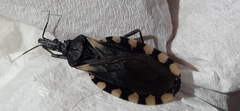 Triatoma patagonica