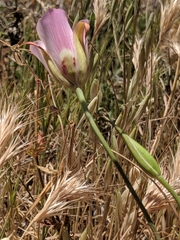 Calochortus simulans
