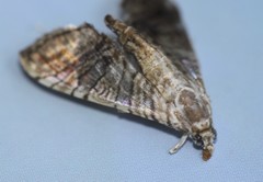 Glyphodes stolalis