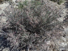 Symphoricarpos longiflorus