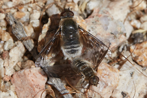Thyridanthrax andrewsi