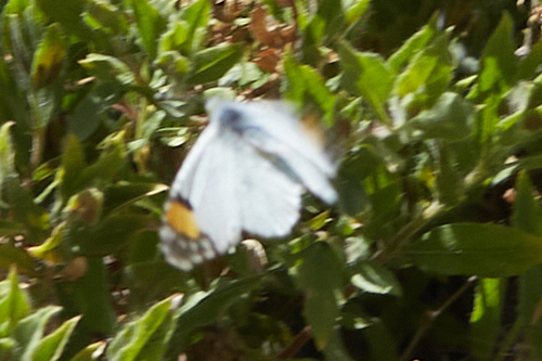 Desert Orangetip photo 3