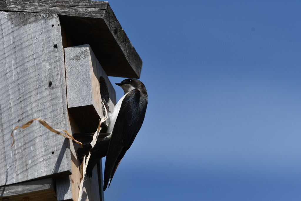 Tree Swallow from Lachenaie, Terrebonne, QC, Canada on May 3, 2024 at ...