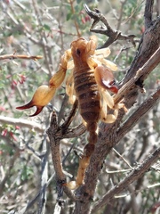 Anuroctonus phaiodactylus