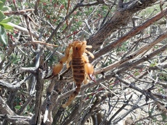 Anuroctonus phaiodactylus