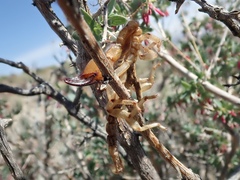 Anuroctonus phaiodactylus