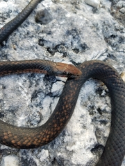 Cubophis vudii aterrimus