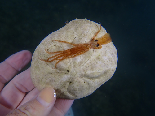 Atlantic Longarm Octopus (Macrotritopus defilippi), a species recorded in Florida