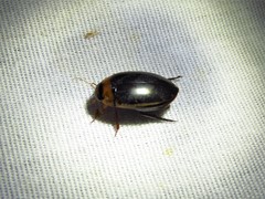 Hydaticus bimarginatus