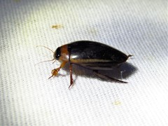 Hydaticus bimarginatus