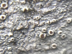 Lecanora horiza
