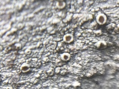 Lecanora horiza