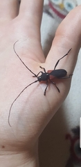 Purpuricenus humeralis