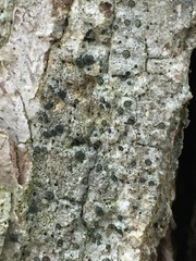 Cresponea chloroconia