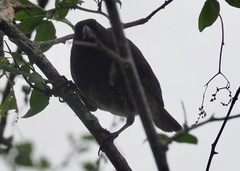Platyspiza crassirostris