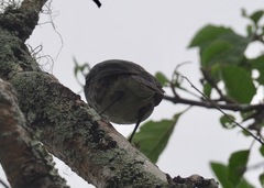 Platyspiza crassirostris