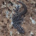 Galápagos Leaf-toed Gecko - Photo (c) John G. Phillips, some rights reserved (CC BY-NC), uploaded by John G. Phillips