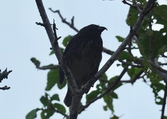 Platyspiza crassirostris