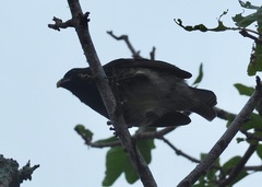Platyspiza crassirostris