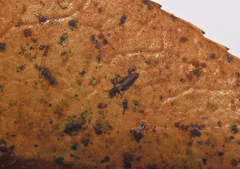 Heliothrips haemorrhoidalis