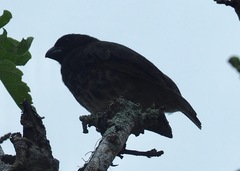 Platyspiza crassirostris