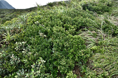 Buxus liukiuensis