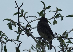 Platyspiza crassirostris