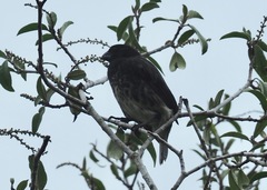 Platyspiza crassirostris