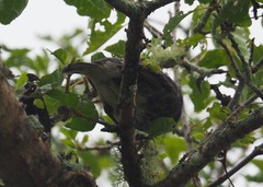 Platyspiza crassirostris