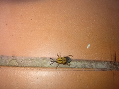 Metamasius sericeus