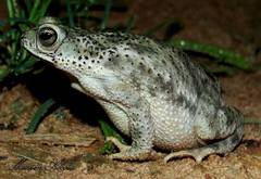 Rhinella major