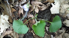 Viola septentrionalis