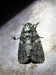 Acronicta afflicta