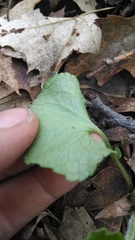 Viola septentrionalis