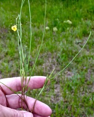 Linum rupestre