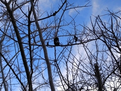 Microlobius foetidus