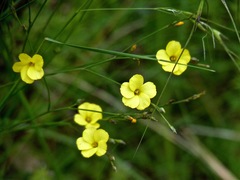 Linum rupestre
