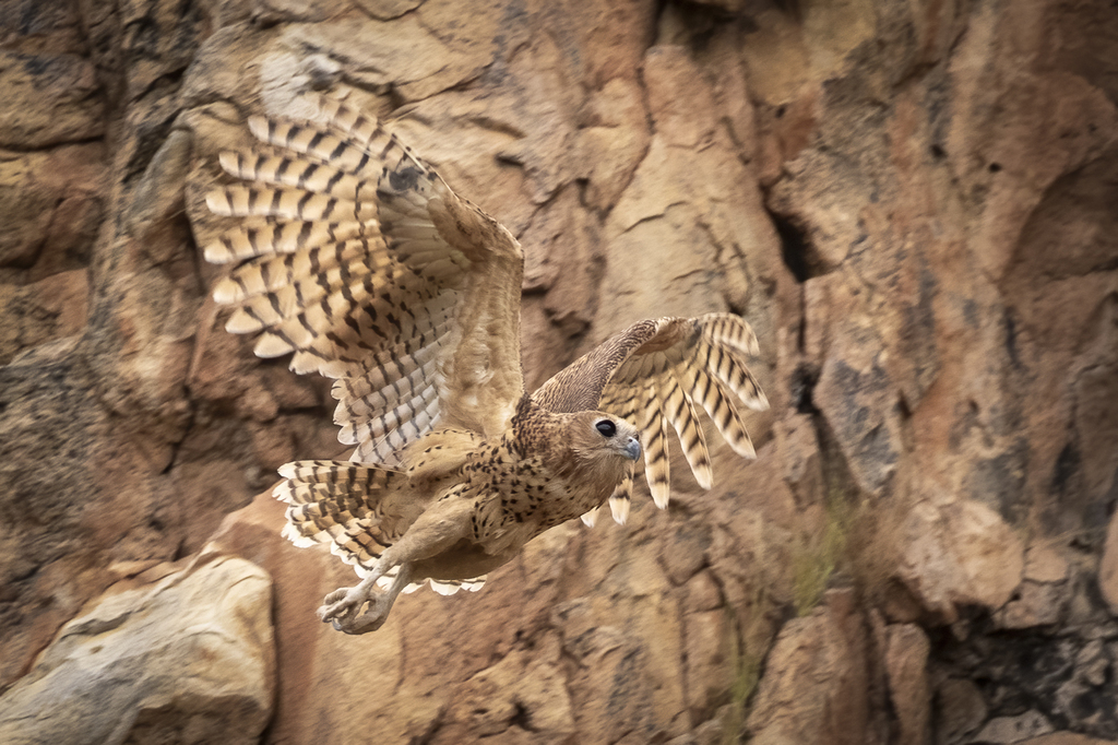 Pel's Fishing-Owl