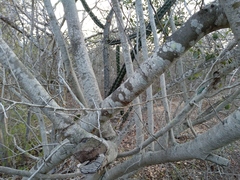 Microlobius foetidus