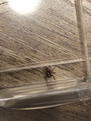 Salticinae