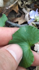Viola septentrionalis